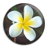 Frangipani Button Badge